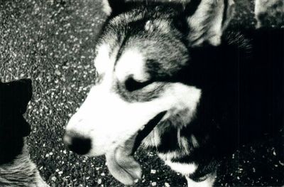 Close-up of dog