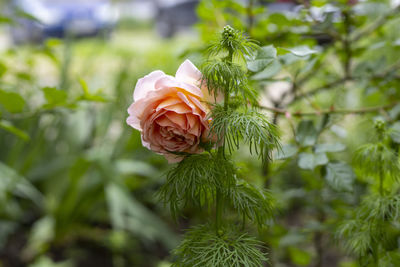 Close-up of rose plant