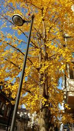 Low angle view of maple tree