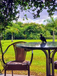 View of a bird sitting on table in park