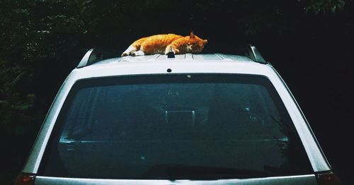 Horse cart on car by road