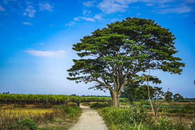 Trees growing on field against sky