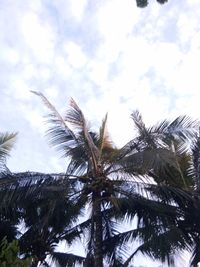 Low angle view of coconut palm tree against sky