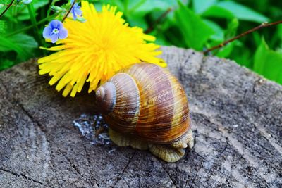 Close-up of snail by yellow flower on tree stump