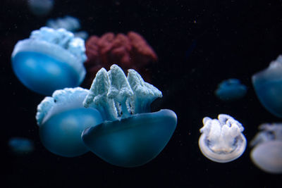 Close-up of jellyfish swimming in sea