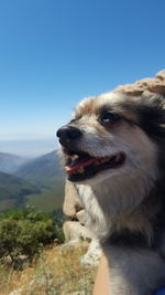 Close-up of dog on mountain against clear sky