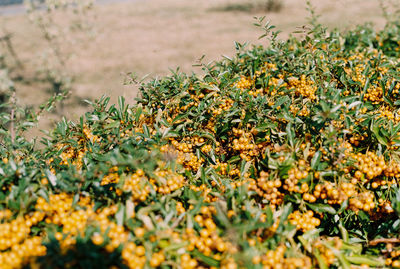 Close-up of flowers growing in field
