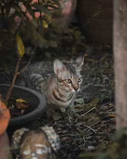 Portrait of a cat lying on land