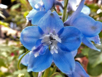 Close-up of blue flower blooming outdoors