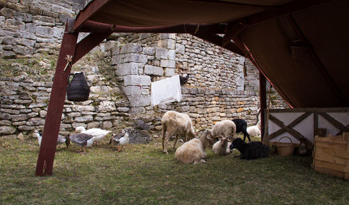 Sheep in a field