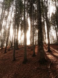 Sunlight streaming through trees in forest