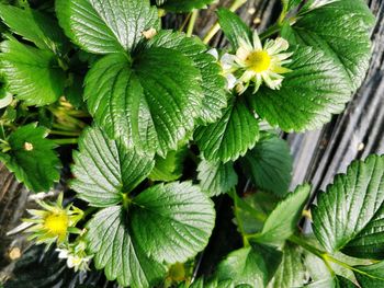 Close-up of plants