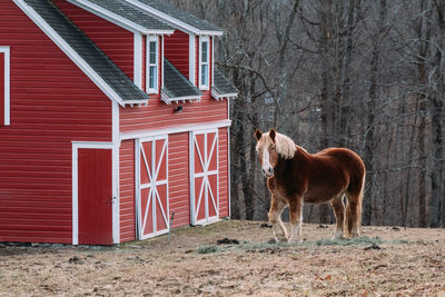 Horse standing in a building