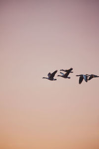 Low angle view of bird flying against clear sky