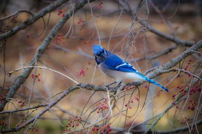 Close-up of bird perching on branch