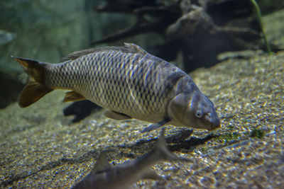 Close-up of fish swimming in sea