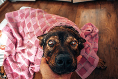 Close-up portrait of dog