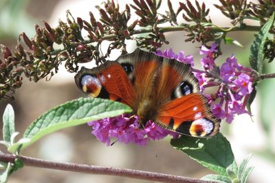 Close-up of butterfly perching on flower