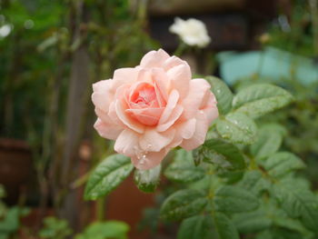 Close-up of pink rose