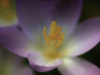 Extreme close-up of lotus water lily