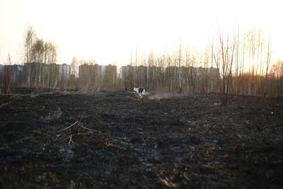 Surface level of dirt road on field against sky