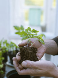 Man potting plants