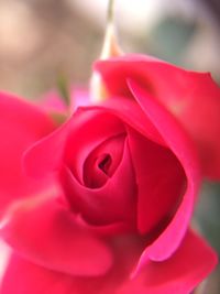 Close-up of pink rose