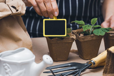 Woman at home is planting plants in a paper cup. growing vegetables at home