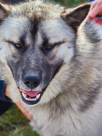 Close-up portrait of dog