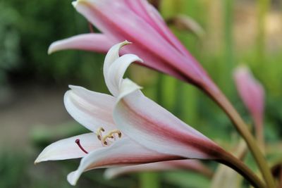 Close-up of flower blooming outdoors