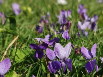 Close-up of purple crocus flowers on field