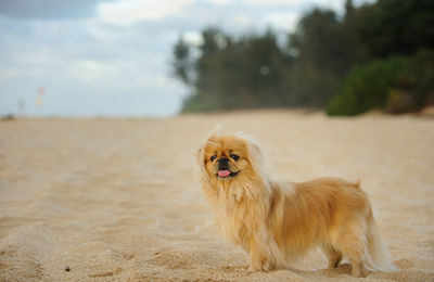 Close-up of dog sitting outdoors
