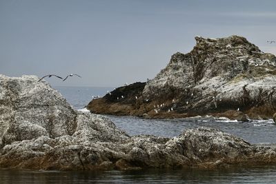 View of birds in sea against sky