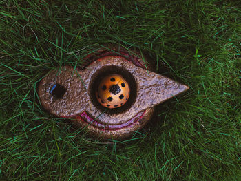 High angle view of ladybug on field