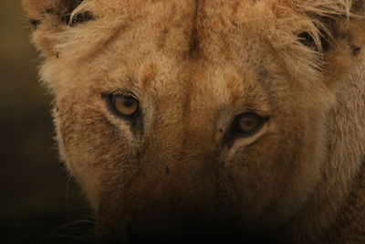 Close-up portrait of horse