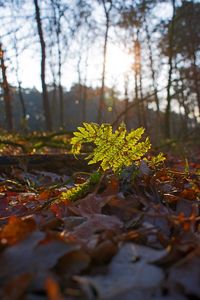 Close-up of autumn leaves in forest