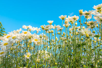 Close-up of yellow flowers blooming in field