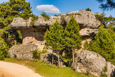 Plants and rocks against sky