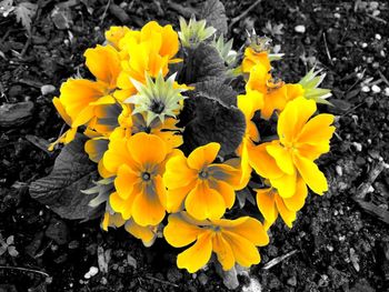 Close-up of yellow flower