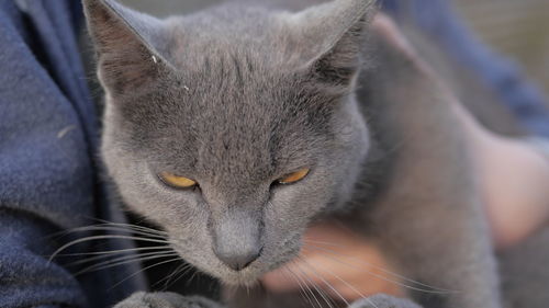 Close-up portrait of a cat