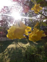 Sun shining through trees