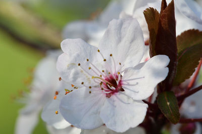 Close-up of white cherry blossoms