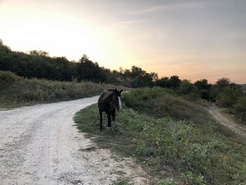 Horse standing on dirt road against sky