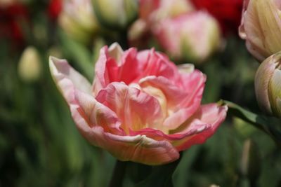 Close-up of red rose