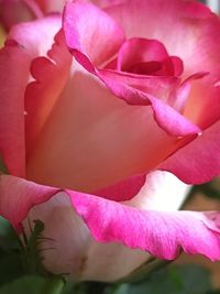 Close-up of pink rose