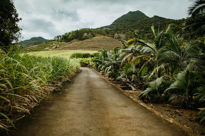 Dirt road amidst plants against sky