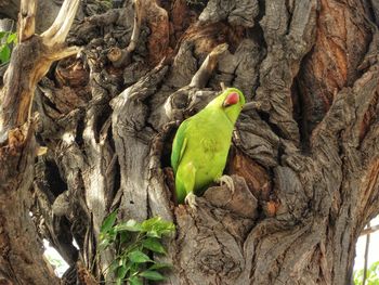 Close-up of parrot perching on tree trunk