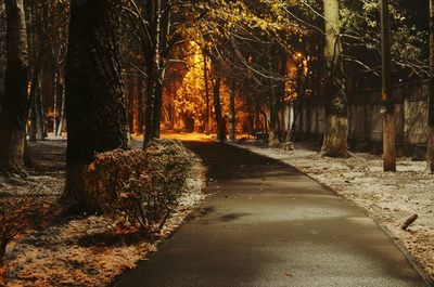 Trees in forest