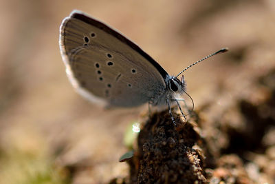 Close-up of butterfly on leaf