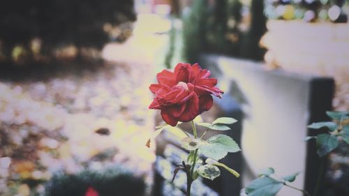 Close-up of red rose against blurred background